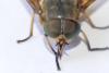 Tabanus sudeticus